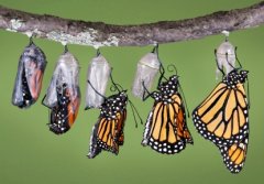 butterfly pic web